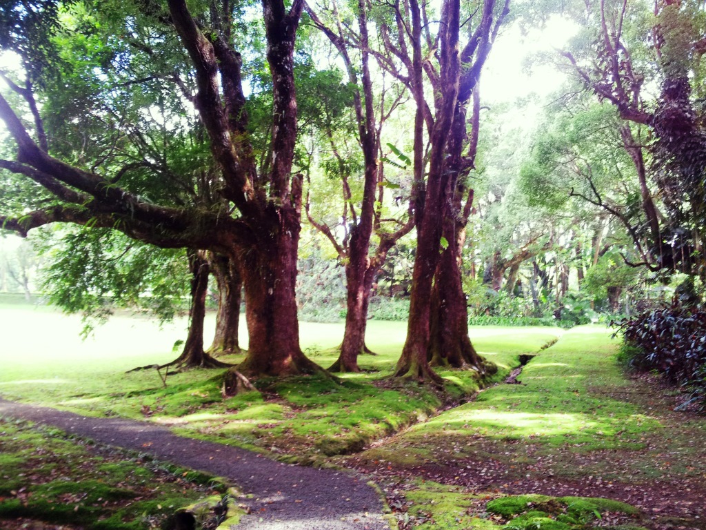 A picture that was taken in the gardens of Curepipe