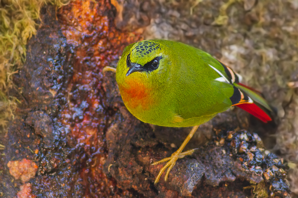 A picture of a bird that was taken in Eagle's Nest Wildlife Sanctuary