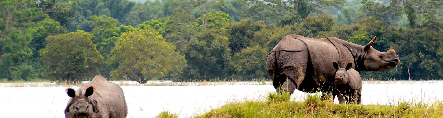 Kaziranga National Park In Assam | Kaziranga Wildkife Sanctuary | All You..