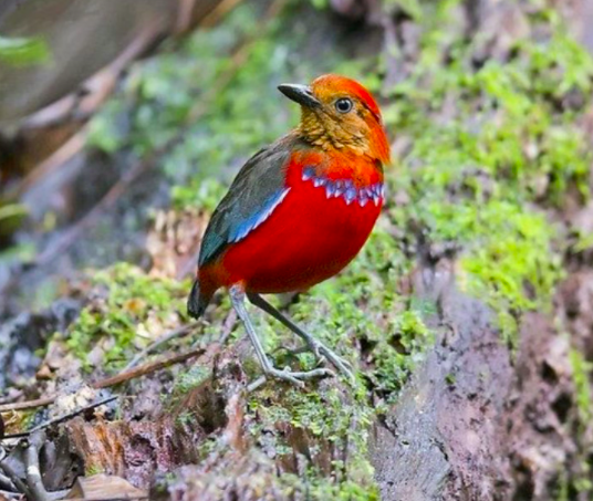 Birds watching at Crocker range