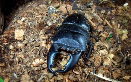 Insectarium