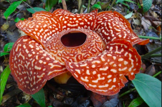 Worlds largest Blooming flower.