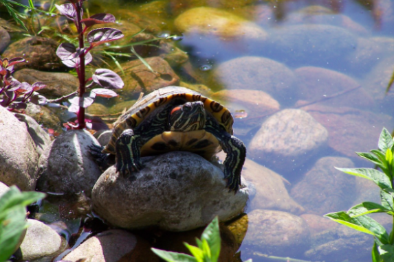 Kosgoda Turtle Conservation