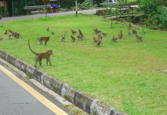 Botanical Gardens