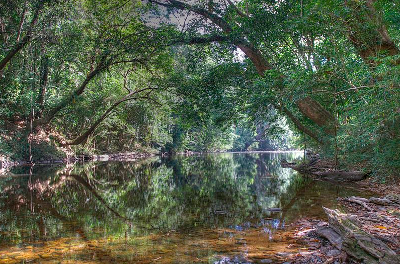 Rainforest in Malaysia
