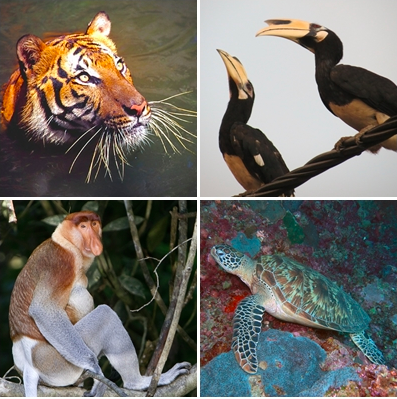 Wildlife