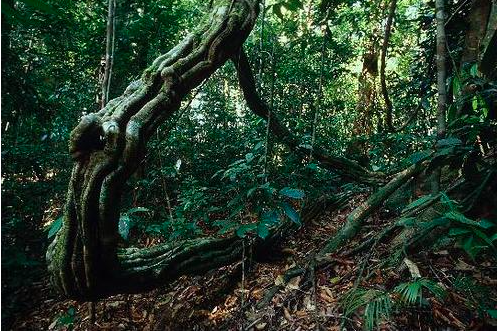 Jungle
