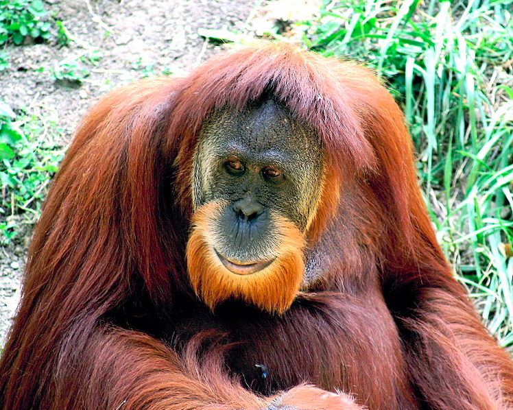 Orangutans