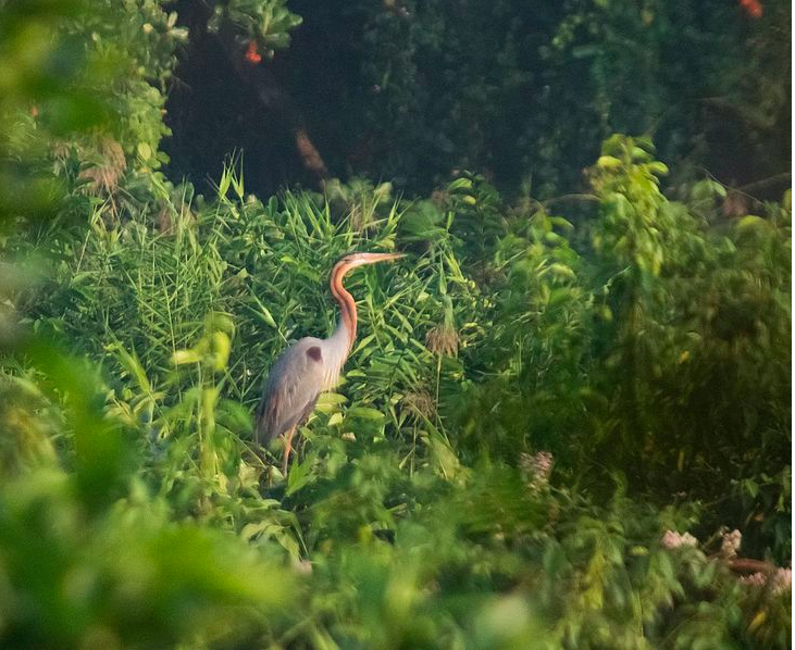 Bird Sanctuary in Alleppey