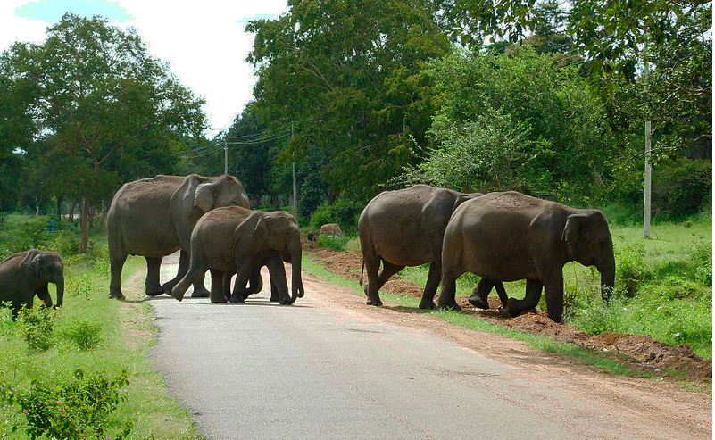 The Somnathpur-Bandipur Route