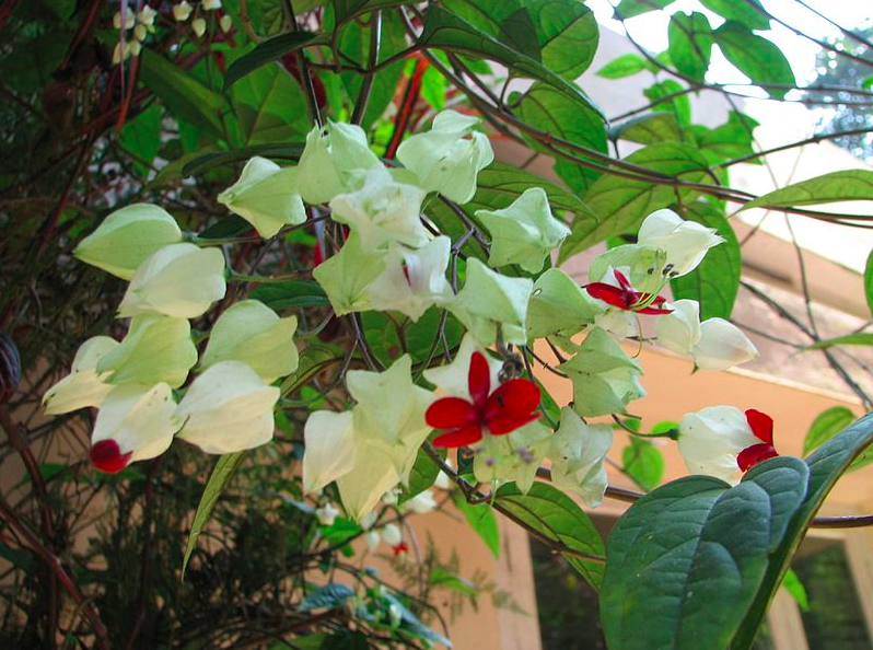 Abraham’s Spice Garden