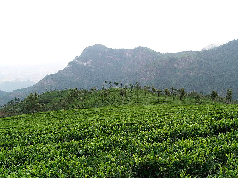 Tour of Coffee Plantation