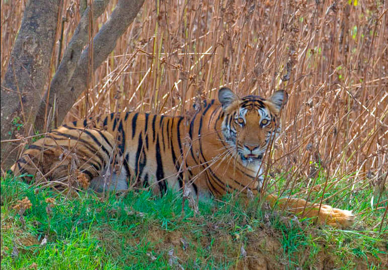 Safari Species