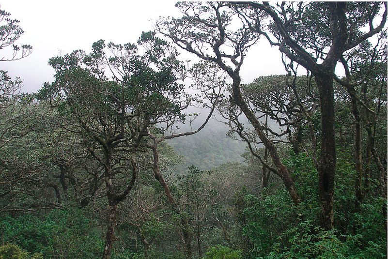 Misty Rainforest