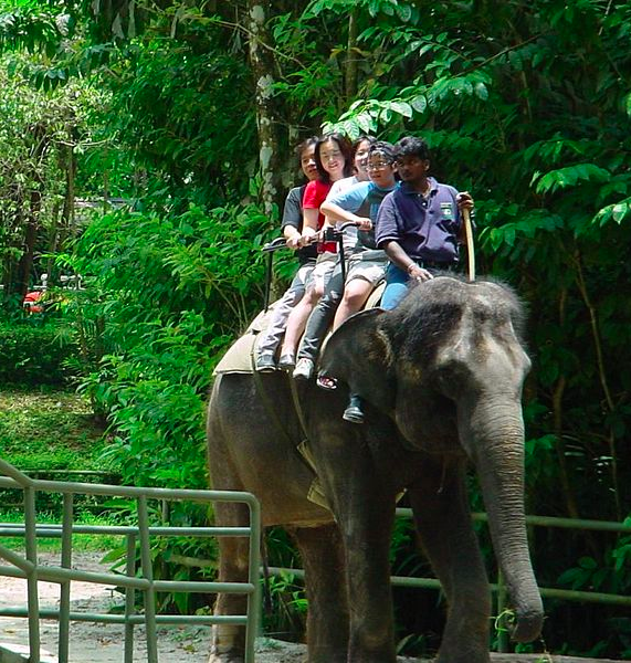 Elephant Ride
