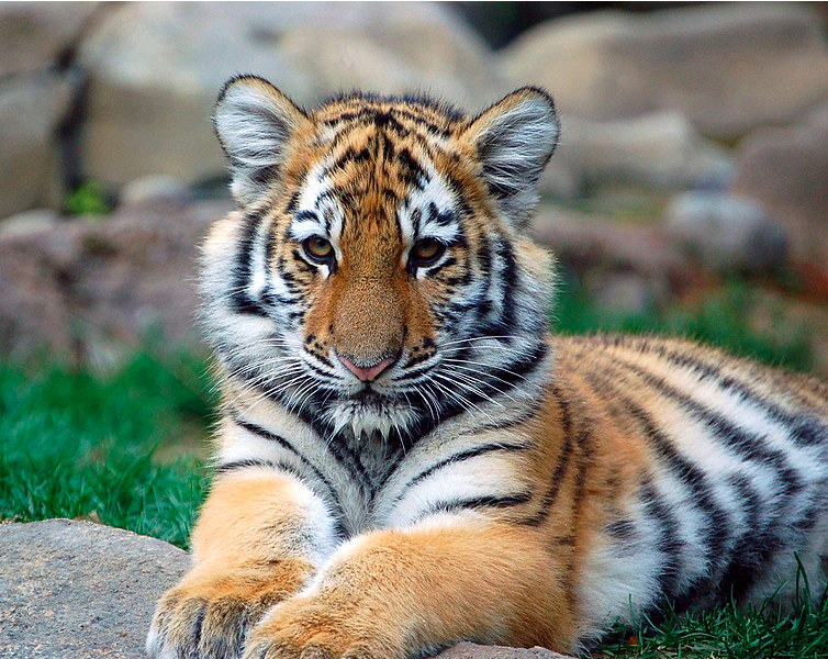 Tigers