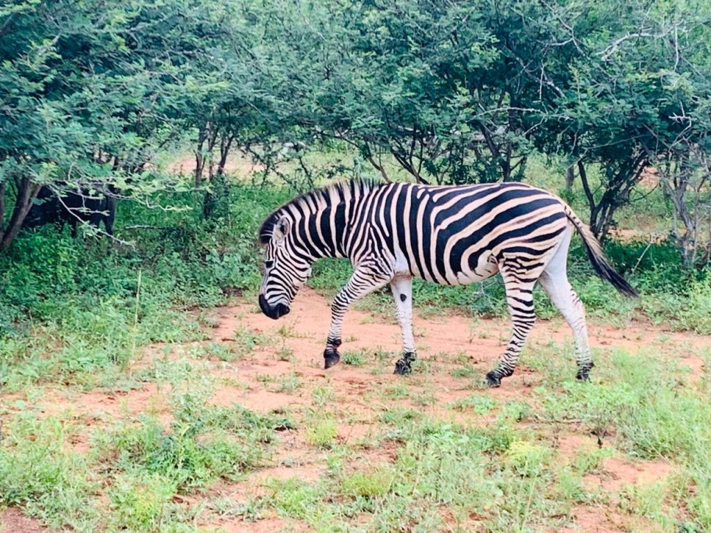 A picture of a Zebra that was taken at the Kruger National Park
