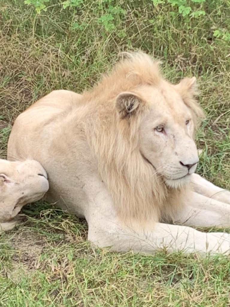 An amazing picture of a white lion in South Africa
