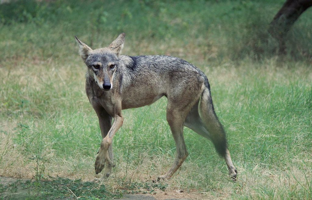 Wolf in Jaipur Zoo