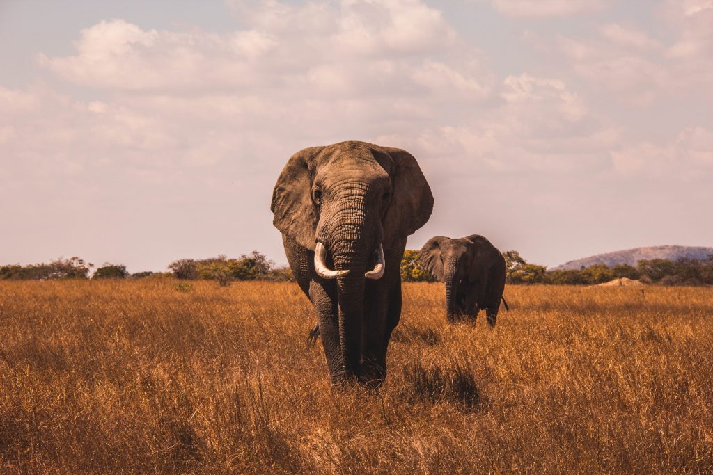 Wildlife experience in India
