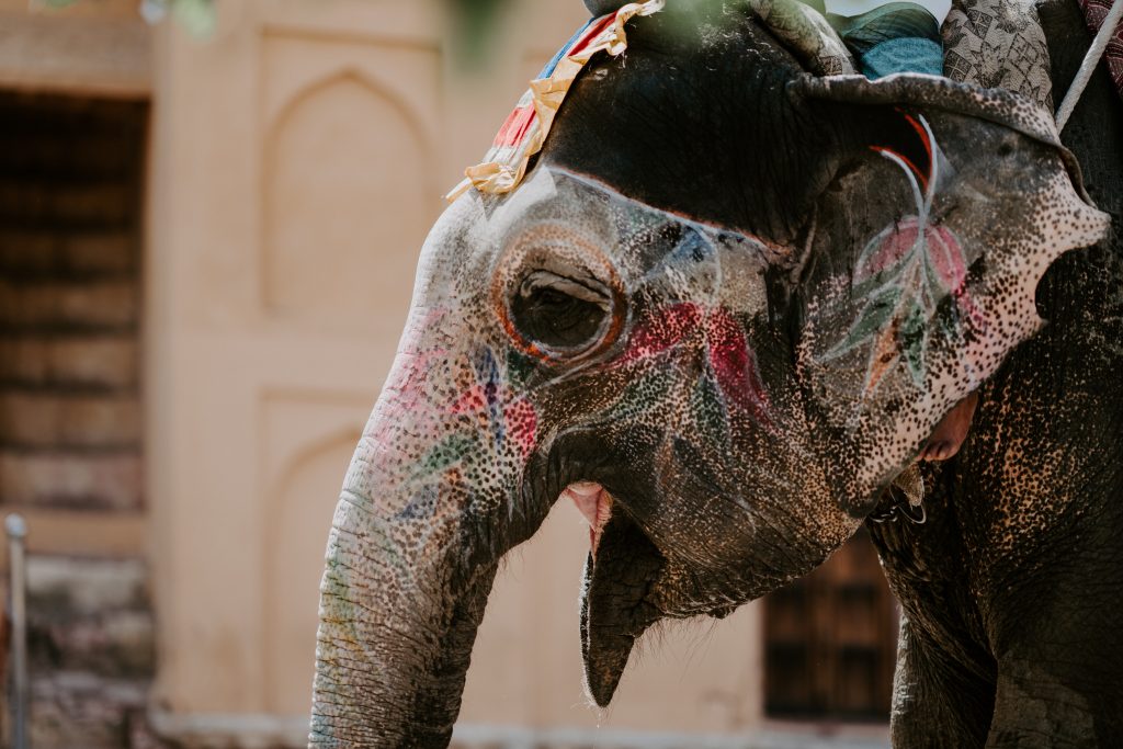 The elephant ride in Amer fort, Jaipur.