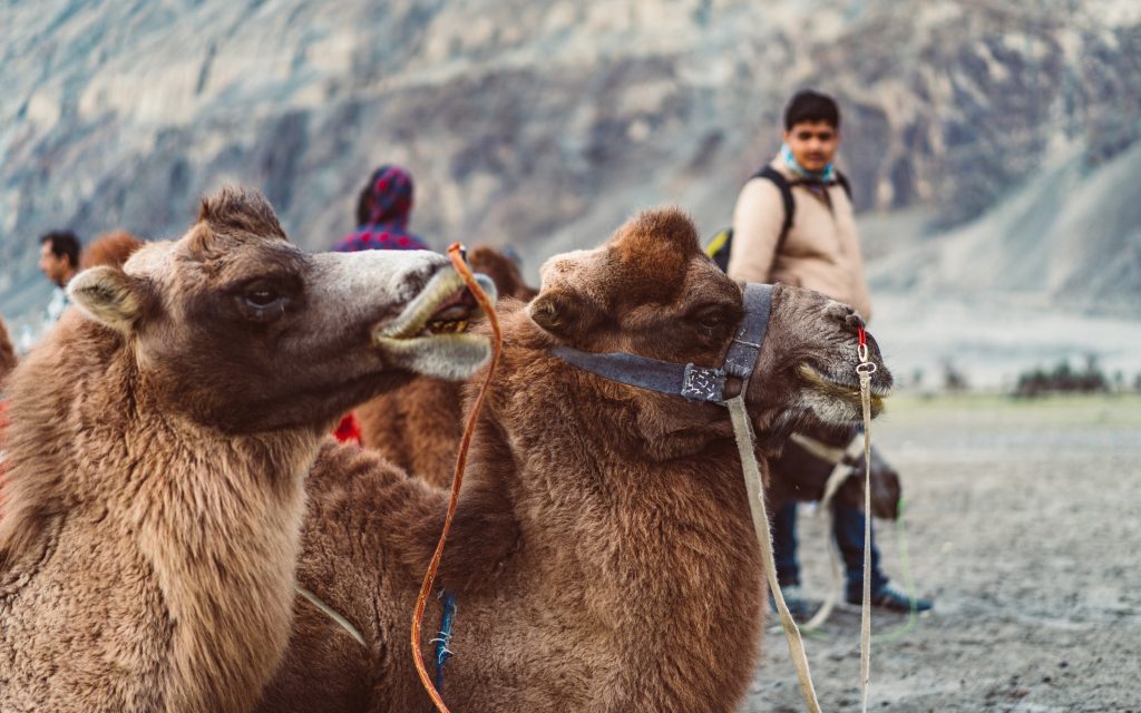 Bactrian Camel ride