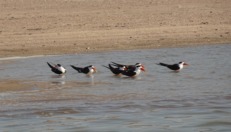 Birds of National park