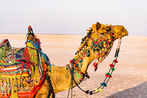 Best Time To Visit Jaisalmer Experience Arabian Nights In India