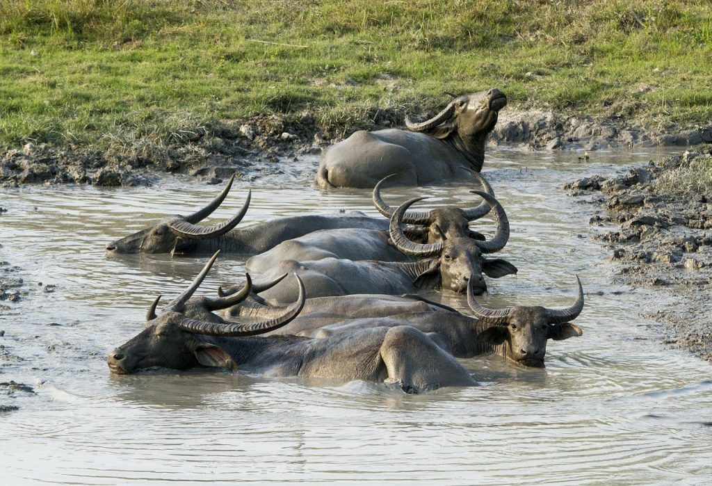 Wildlife Sanctuaries In Assam