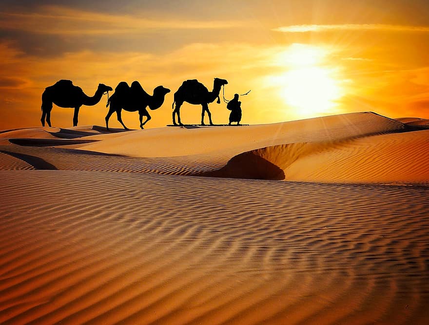 real desert safari jaisalmer
