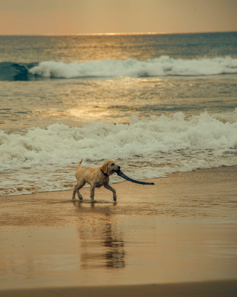 A view of sunset in Varkala Beach in Kerala