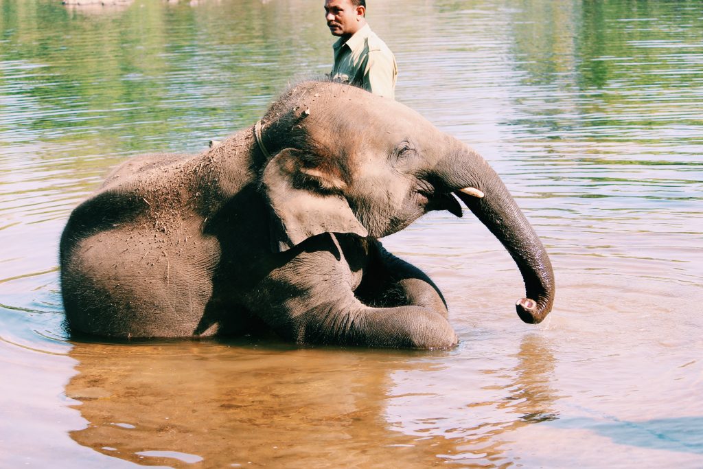 Dubare Elephant Camp