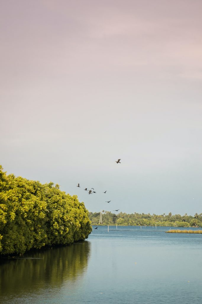 Kumbalangi, Kerala