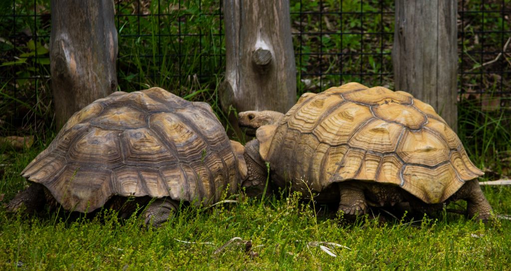 Giant Tortoises