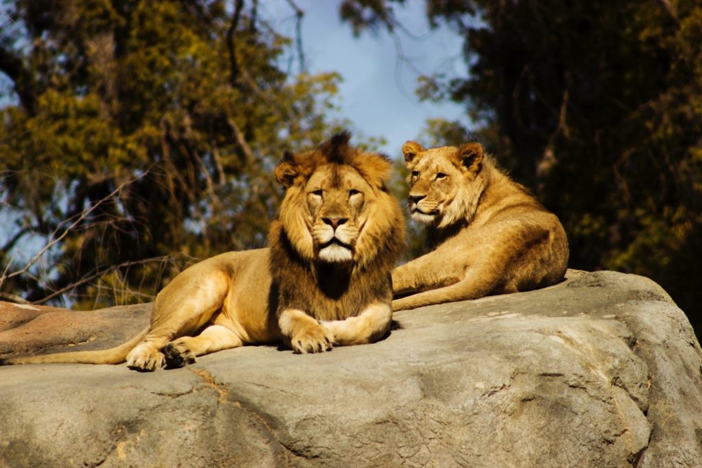 The Perth Zoo
