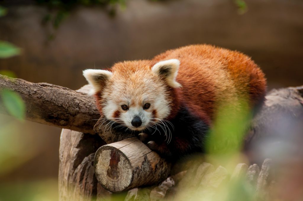Red Panda at Namdapha National Park, Arunachal Pradesh