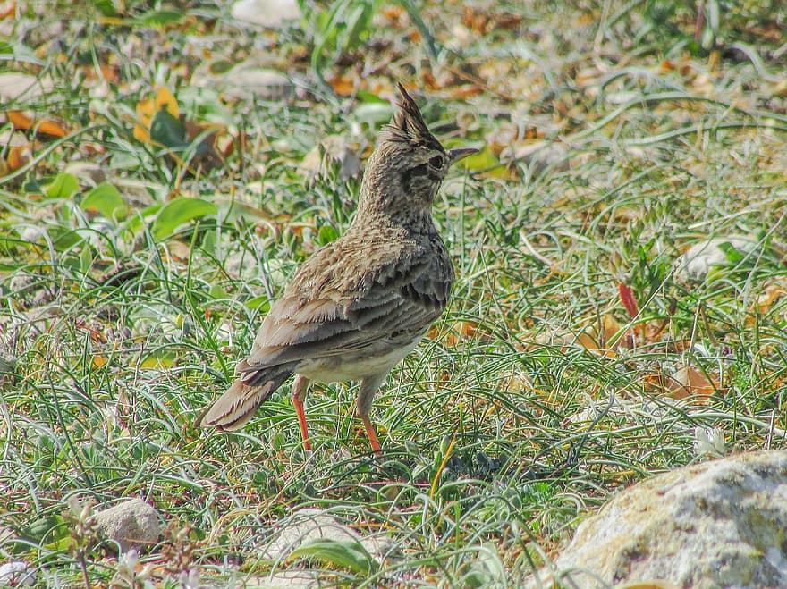 Bird watching in Ranthambore