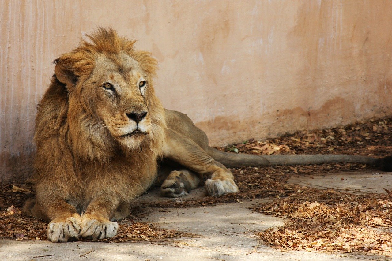 Things to know about Jaipur Zoo and its nearby places Things to know about Jaipur Zoo and its nearby places