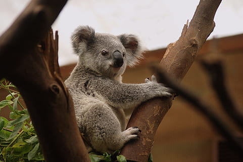 Spotting Koala Bears in the Billabong Sanctuary