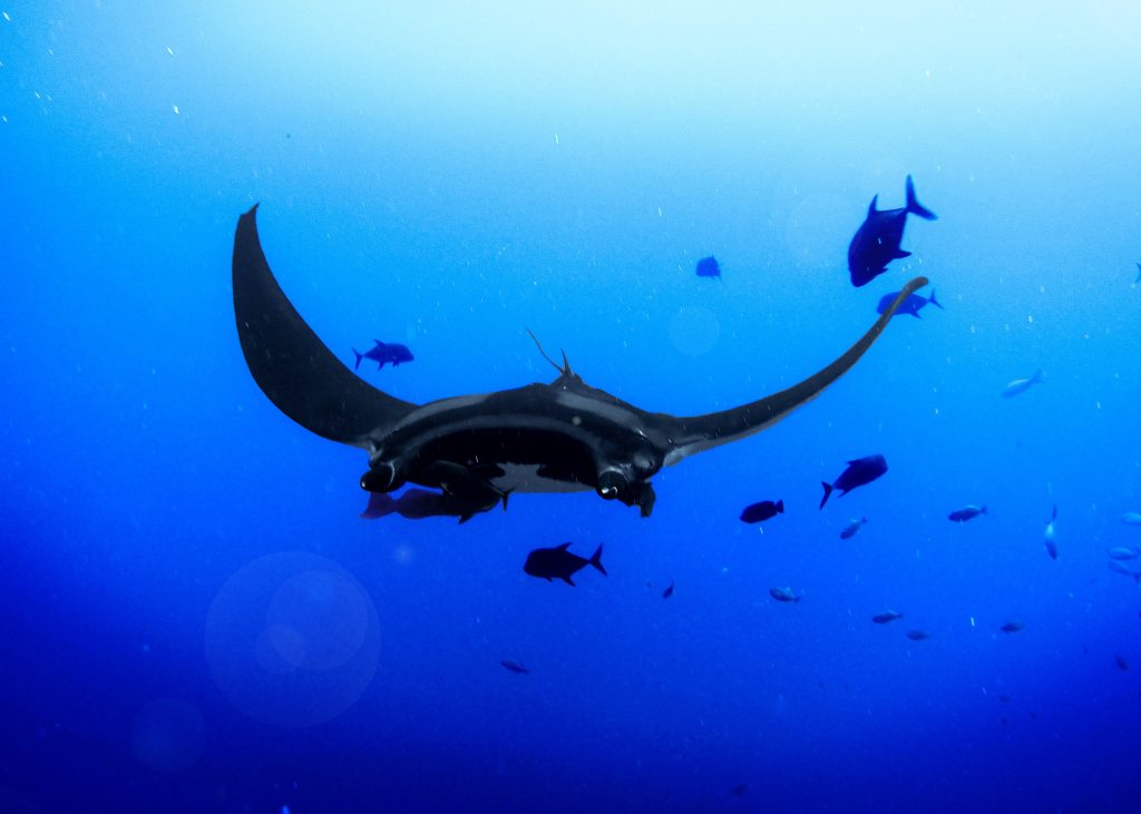 Manta rays in the Reef headquarters aquarium.