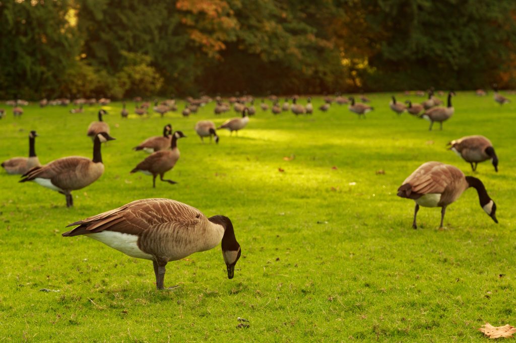 Kuala Lumpur Bird Park