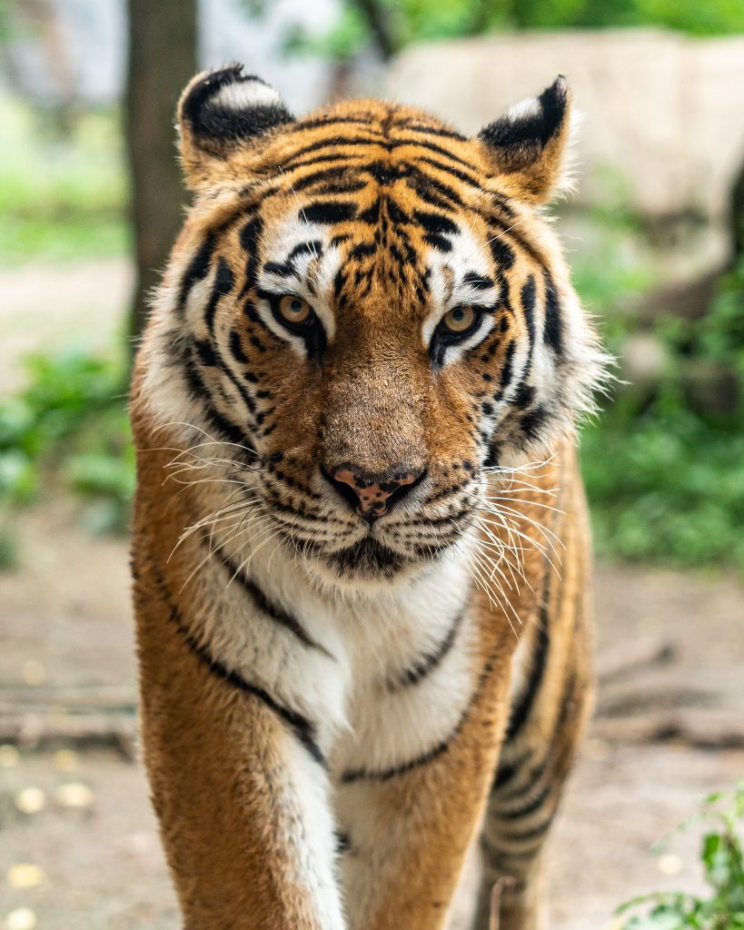 Viewing of the Tiger in Pakhui Wildlife Sanctuary