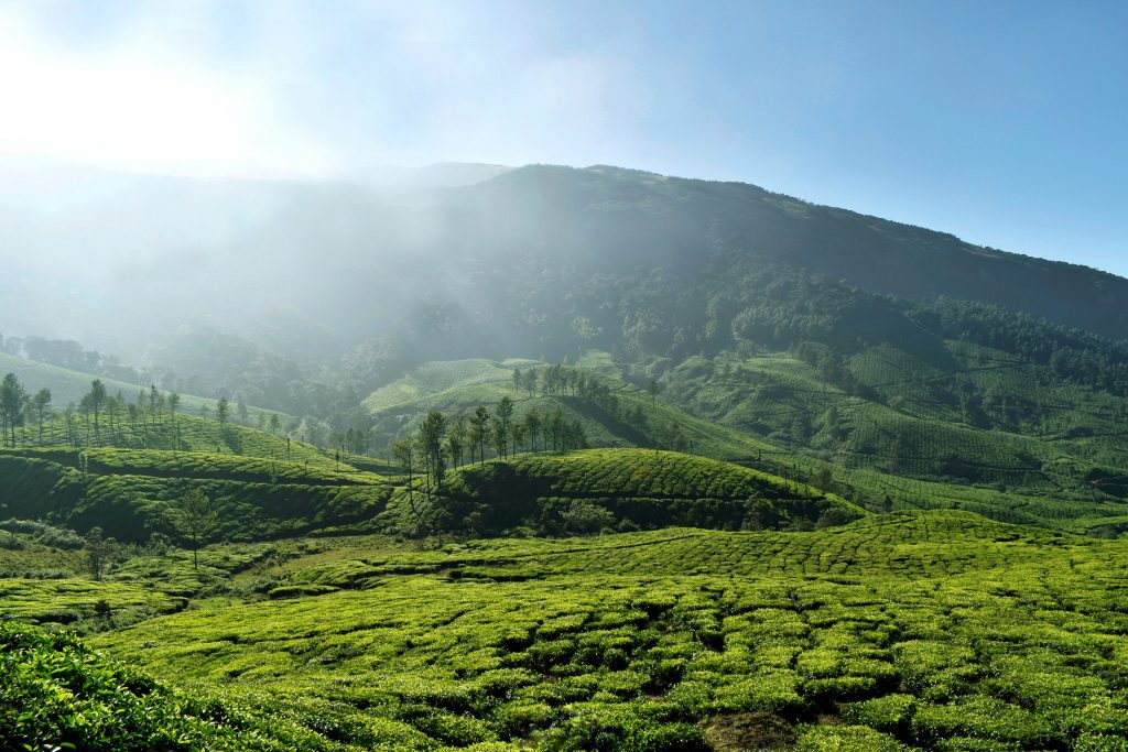 A breathtaking view of nature in Munnar in Kerala