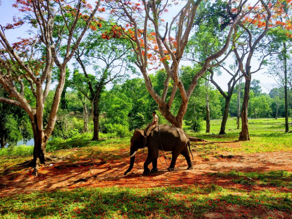 Dubare Elephant Camp