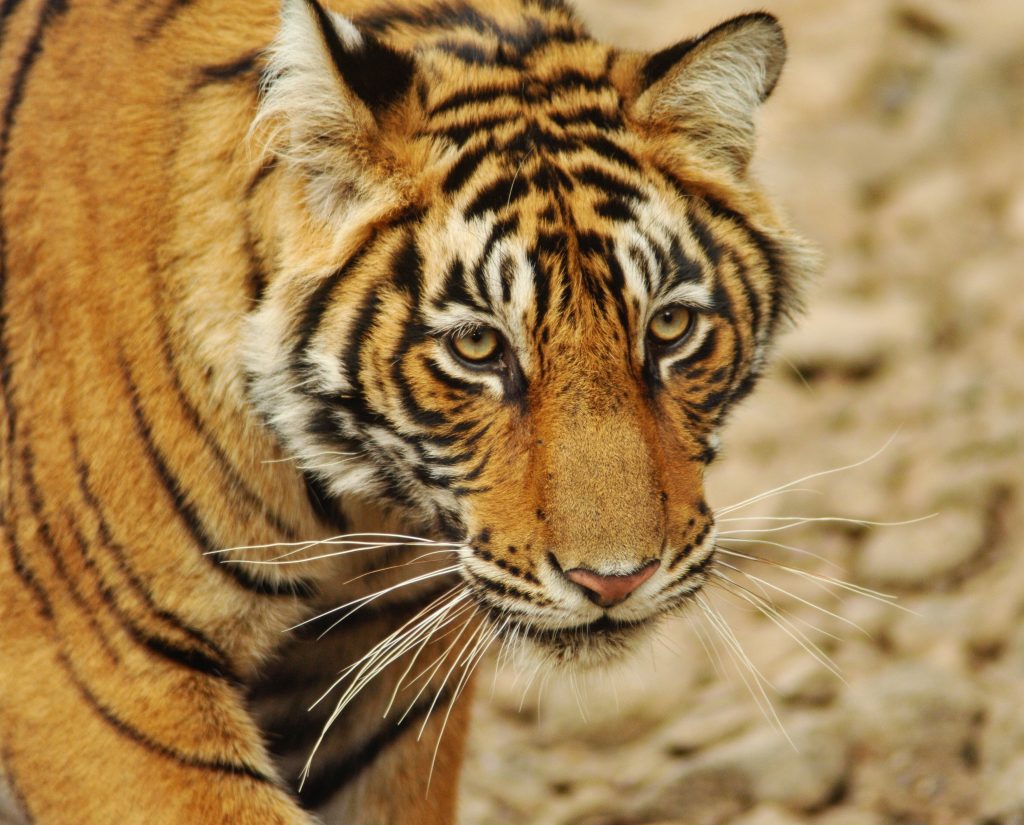 Tiger Trail at the Ranthambore National Park