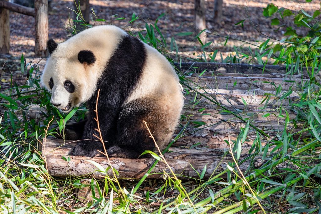Giant Pandas at the Exhibits