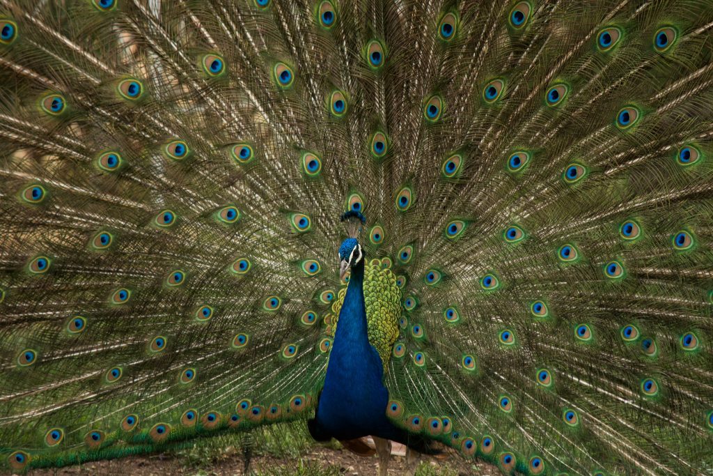 Kuala Lumpur Bird Park