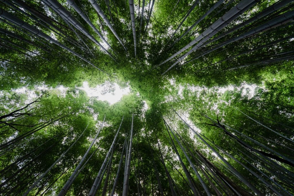 Bamboo forest