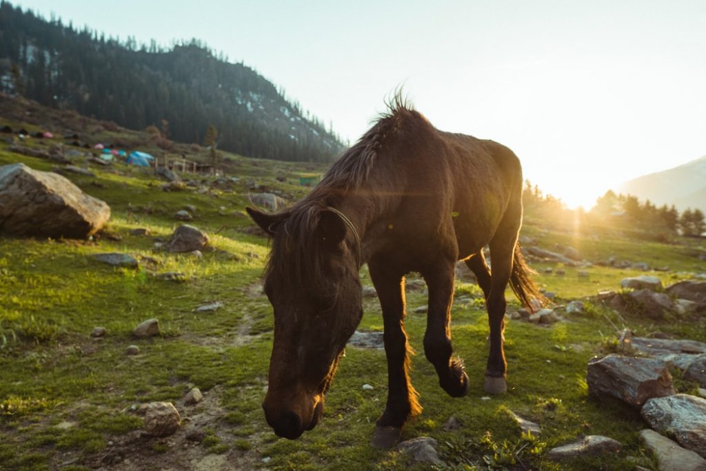Kheerganga Trek