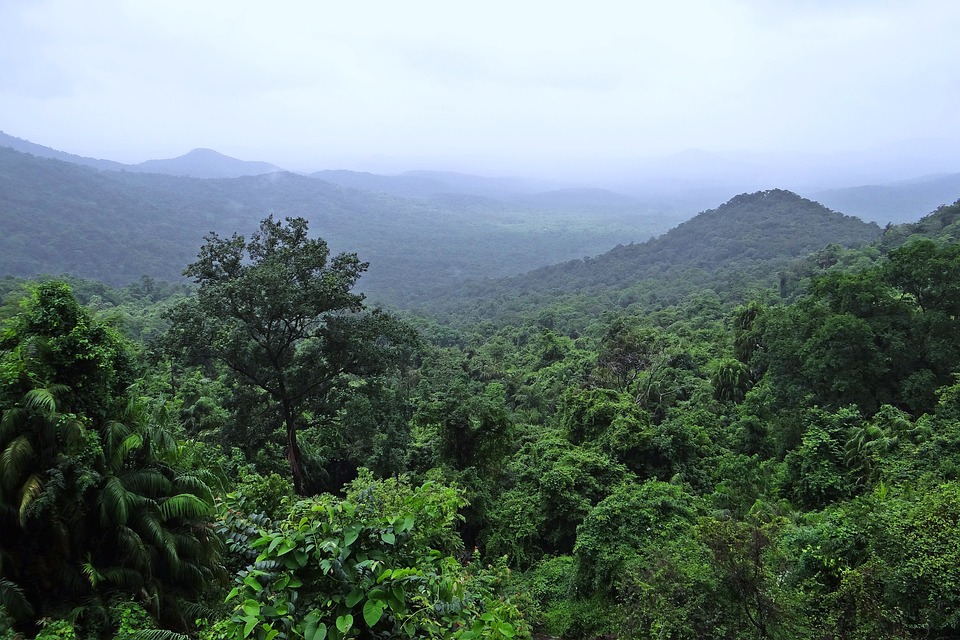 Dense forests of National park